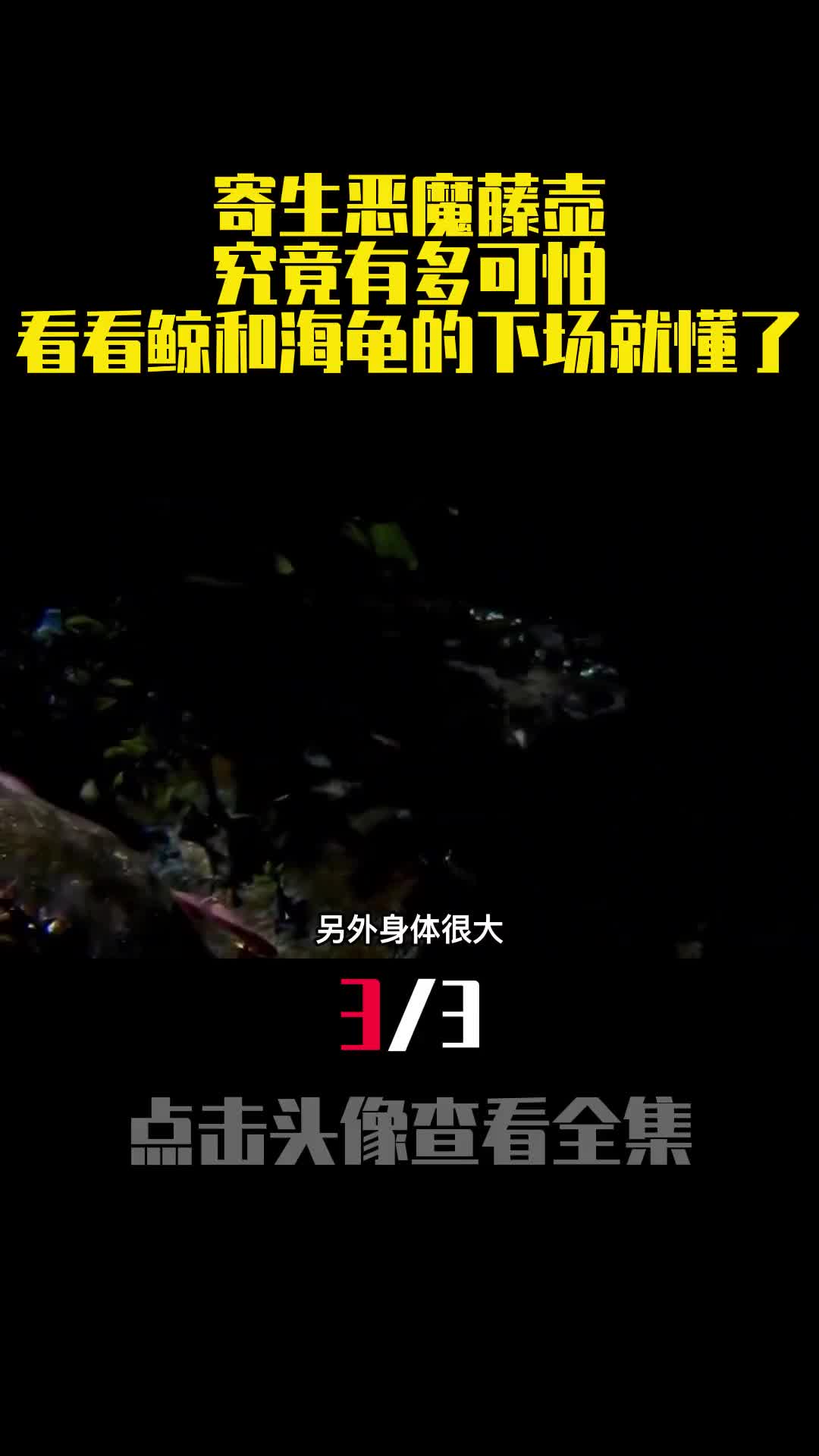 寄生恶魔藤壶究竟有多可怕看看鲸和海龟的下场就懂了3