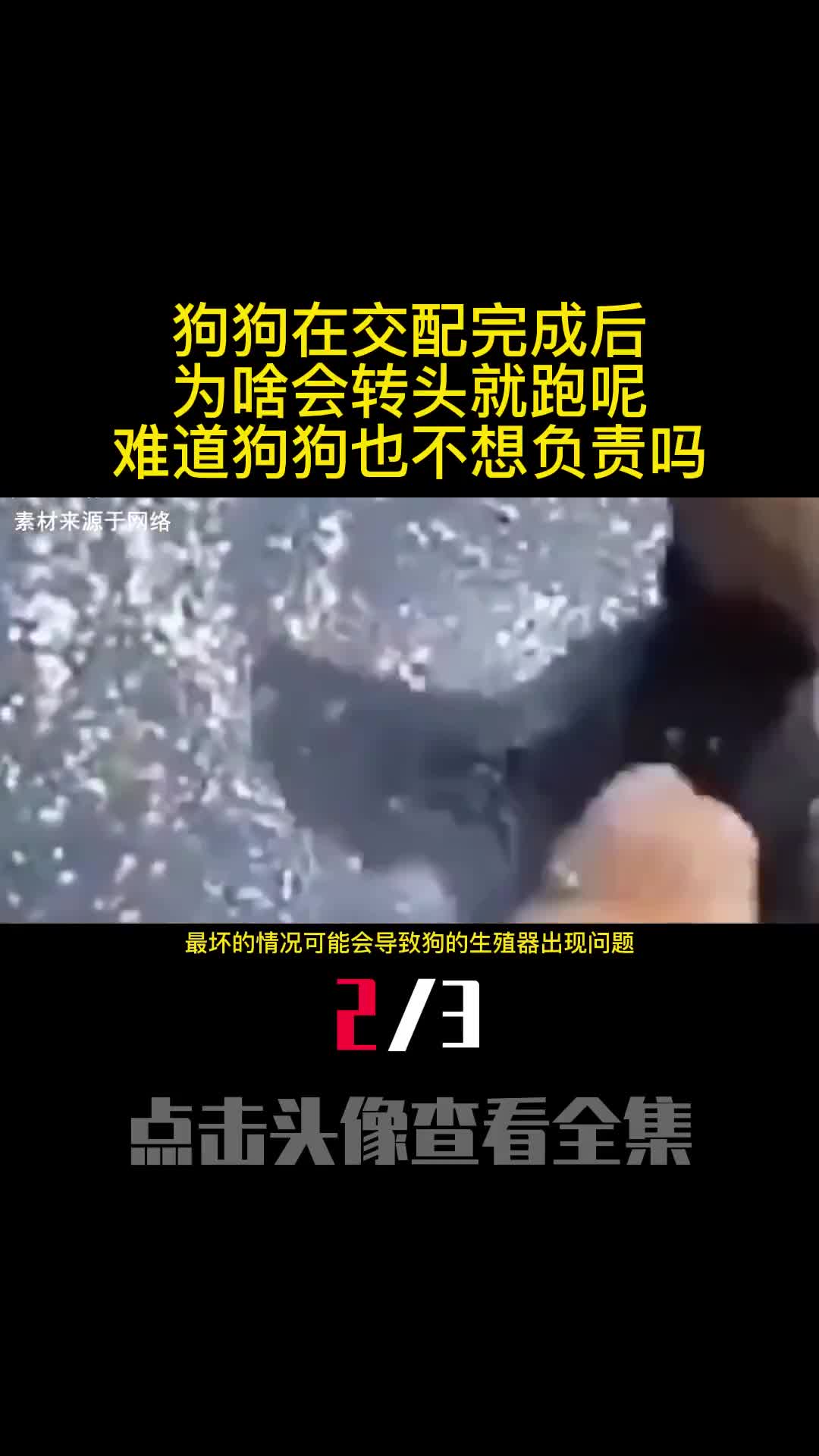 狗狗在交配完成后为啥会转头就跑呢难道狗狗也不想负责吗2