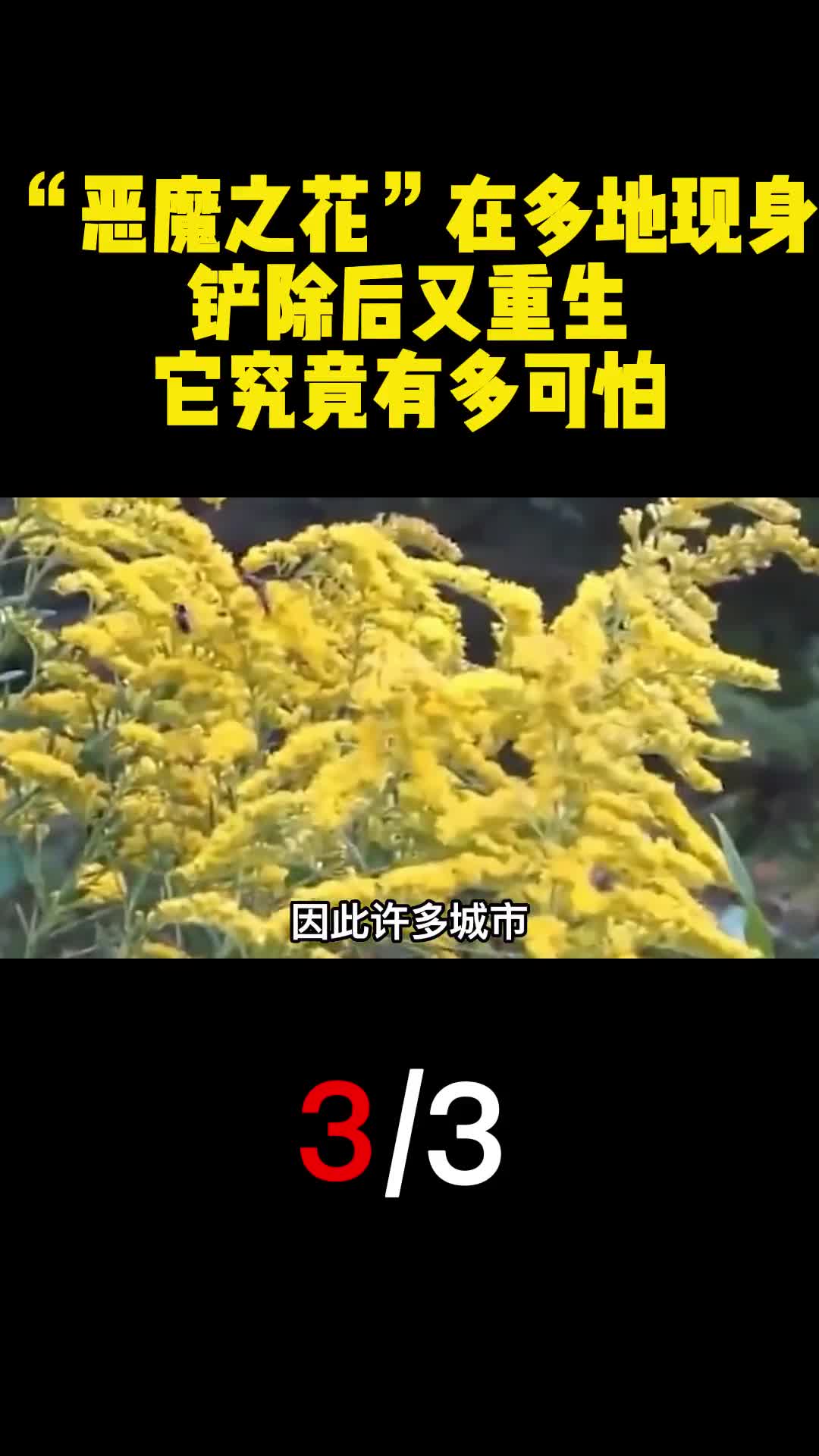 恶魔之花在多地现身铲除后又重生它究竟有多可怕3