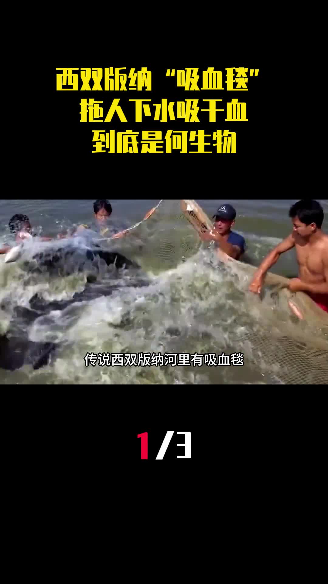 传说西双版纳河里有吸血毯拖人下水吸干血到底是何生物1
