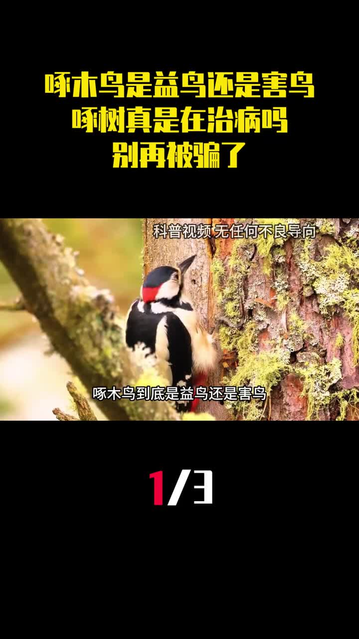 啄木鸟到底是益鸟还是害鸟啄树真是在治病吗别再被骗了1