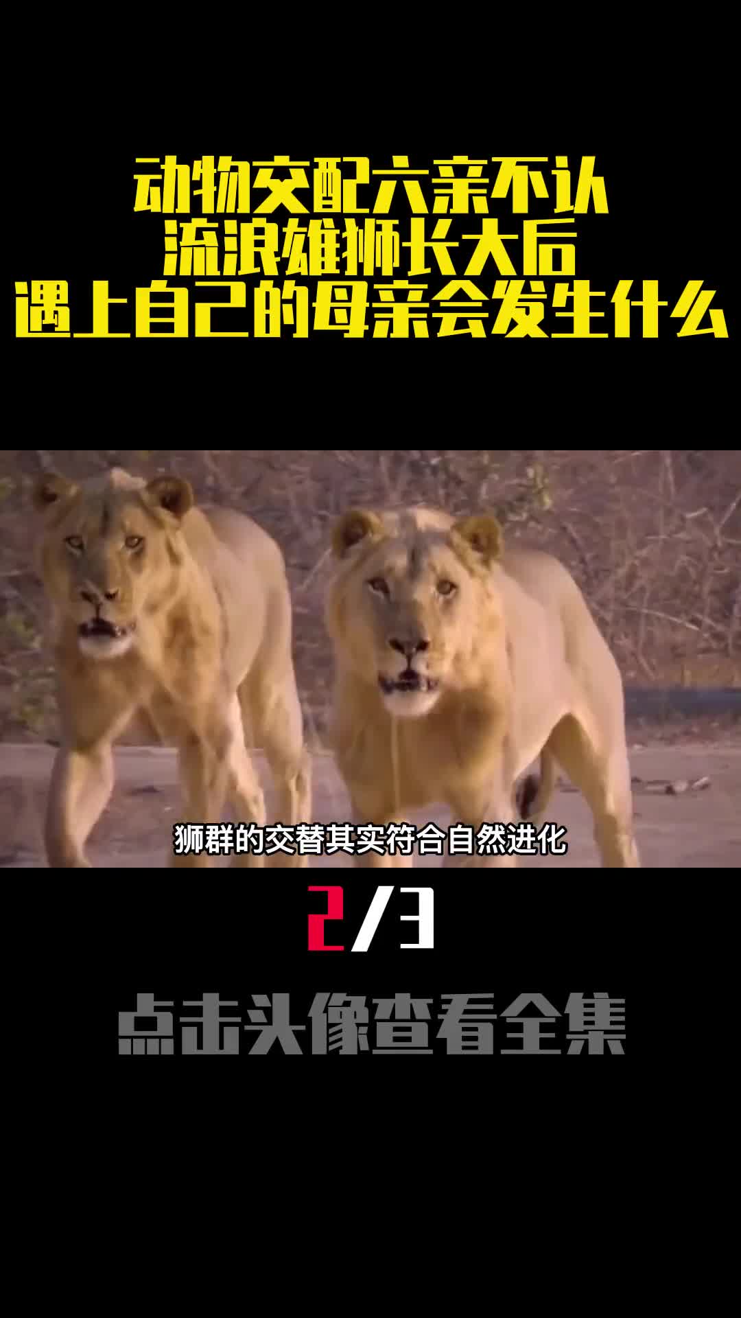 动物交配六亲不认流浪雄狮长大后遇上自己的母亲会发生什么2