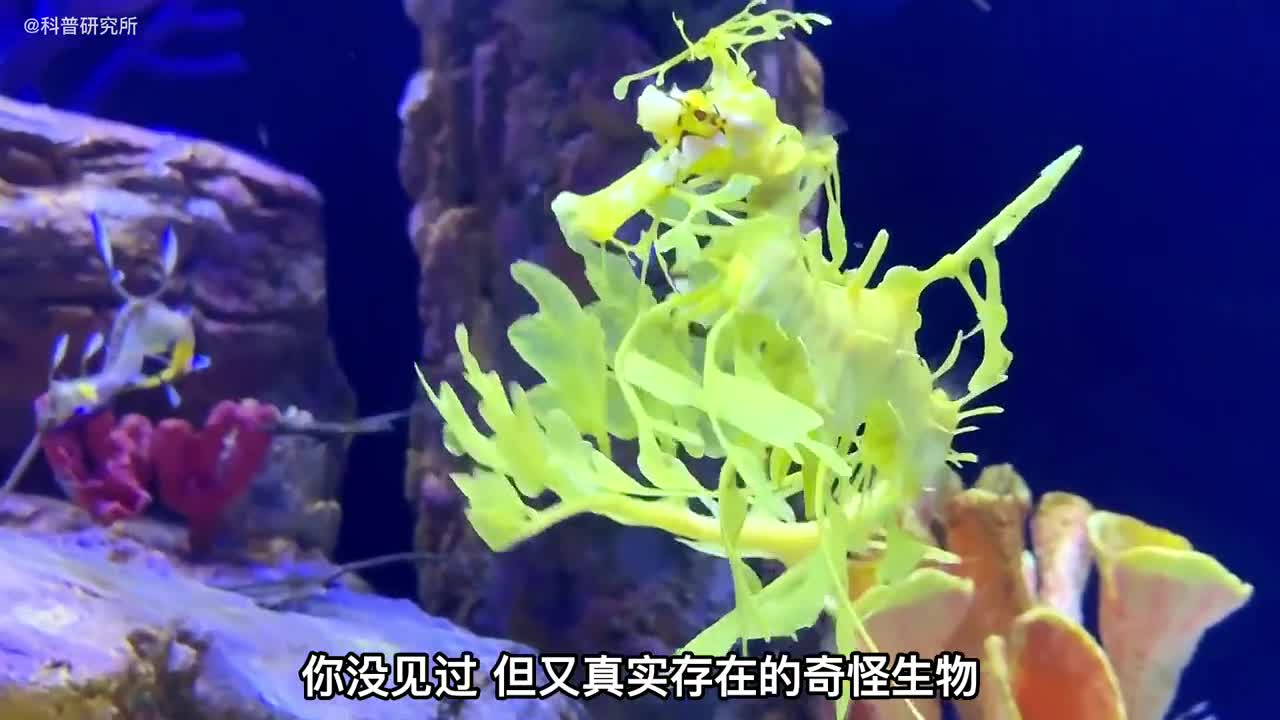 真实存在的奇怪生物最后一个没几个人见过一