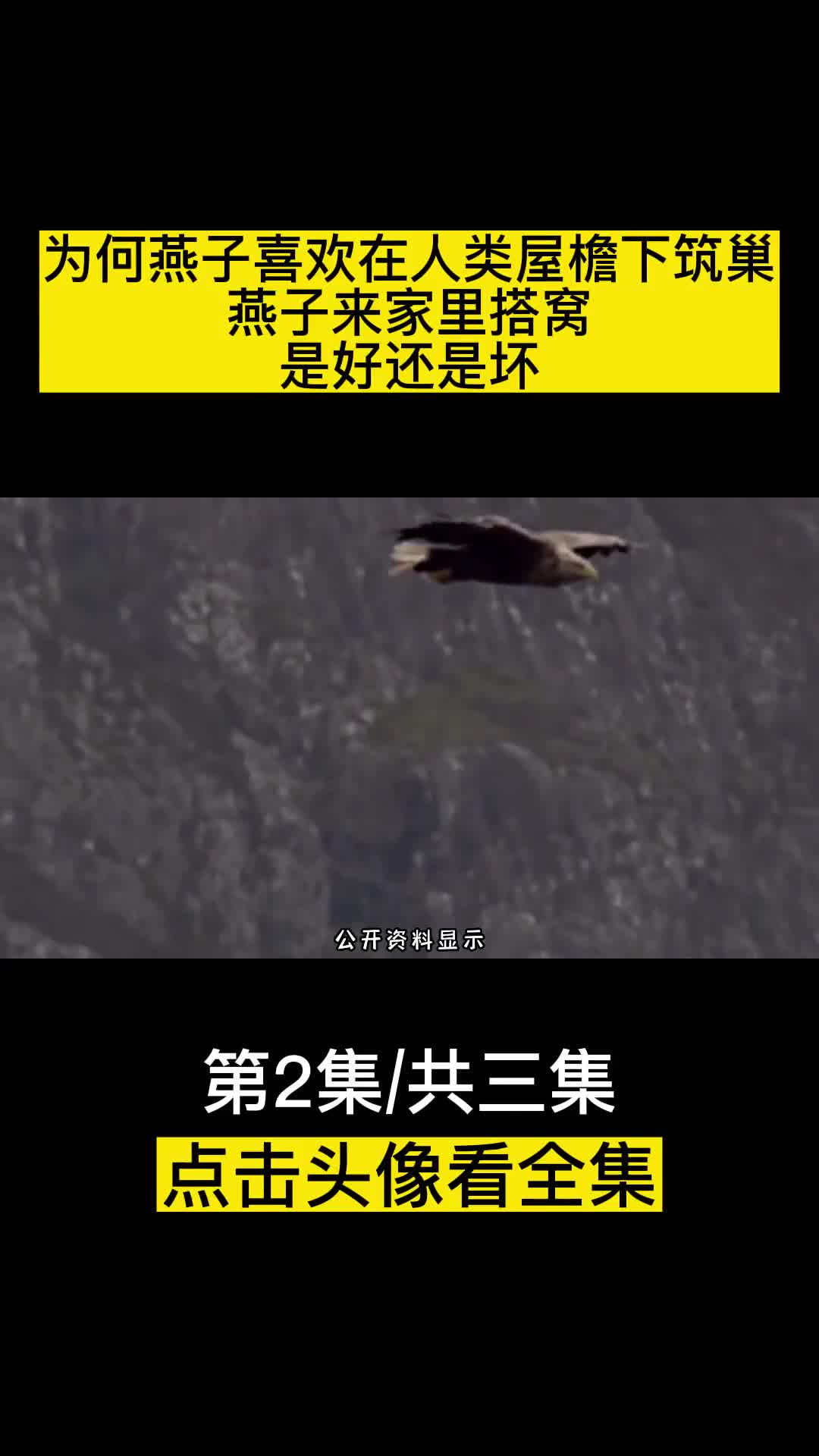 为何燕子喜欢在人类屋檐下筑巢燕子来家里搭窝是好还是坏