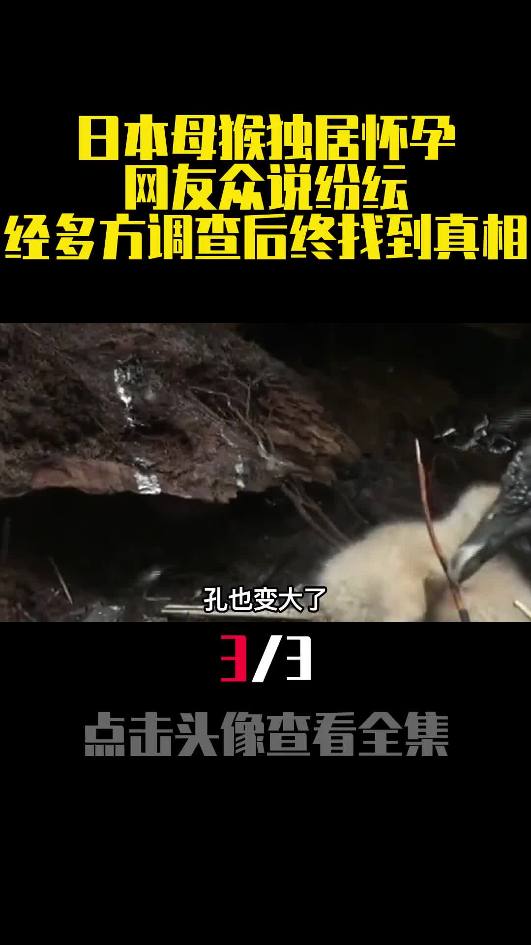 日本母猴独居怀孕网友众说纷纭经多方调查后终找到真相3