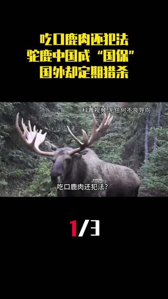 吃口鹿肉还犯法为啥驼鹿中国成国保国外却定期猎杀1