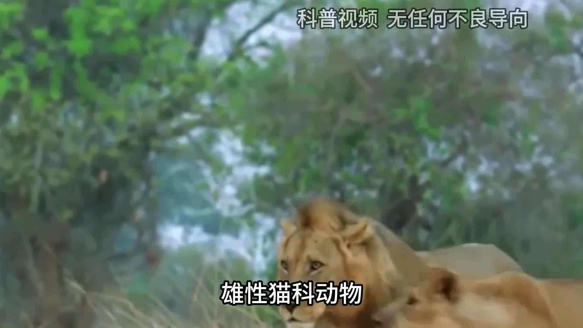 为什么狮子交配时雄狮要死死咬住雌狮的脖子真相让人心酸2