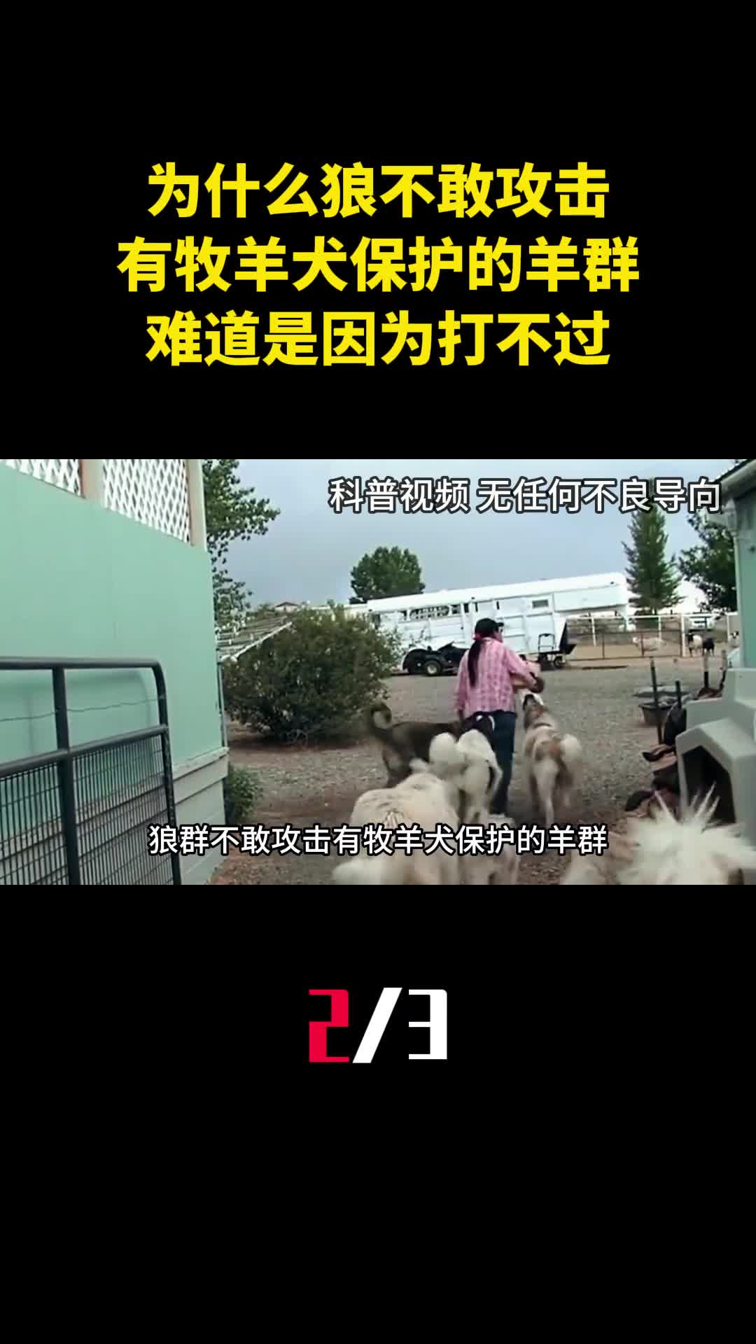 为什么狼不敢攻击有牧羊犬保护的羊群难道是因为打不过2