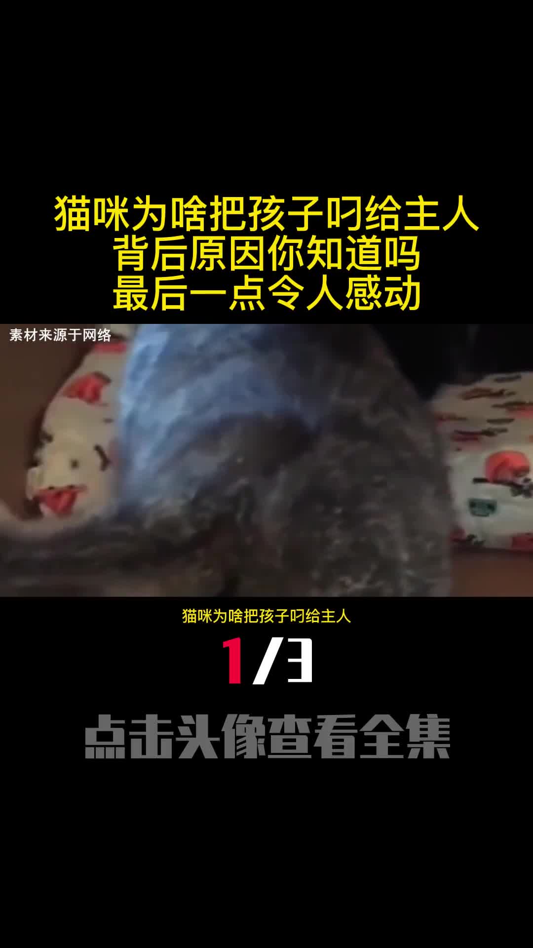 猫咪为啥把孩子叼给主人背后原因你知道吗最后一点令人感动1