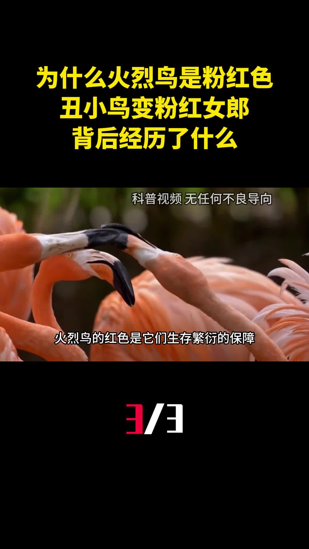 为什么火烈鸟是粉红色的丑小鸟变粉红女郎背后经历了什么3