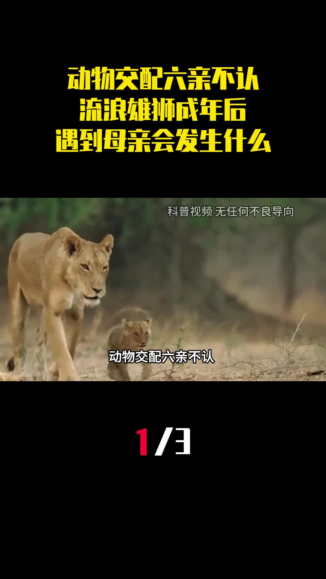 动物交配六亲不认流浪雄狮成年后遇到母亲会发生什么1