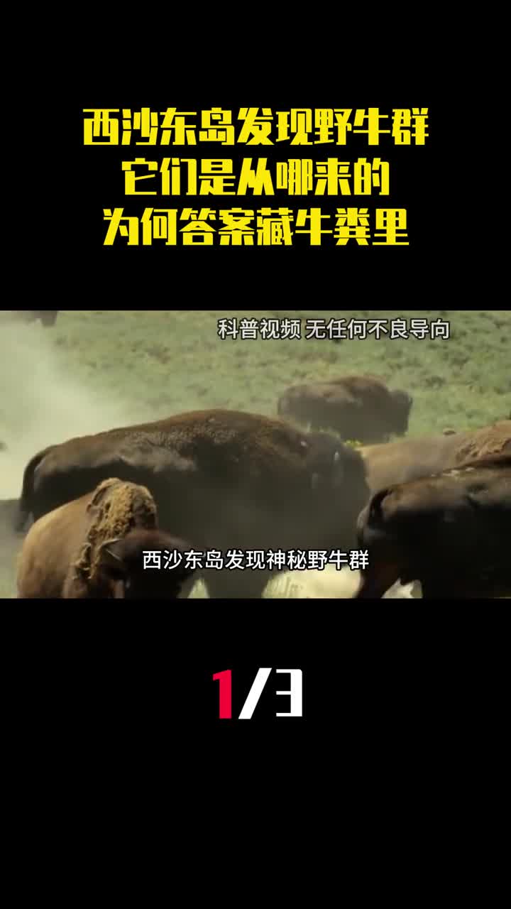 西沙东岛发现神秘野牛群它们是从哪来的为何答案藏牛粪里1