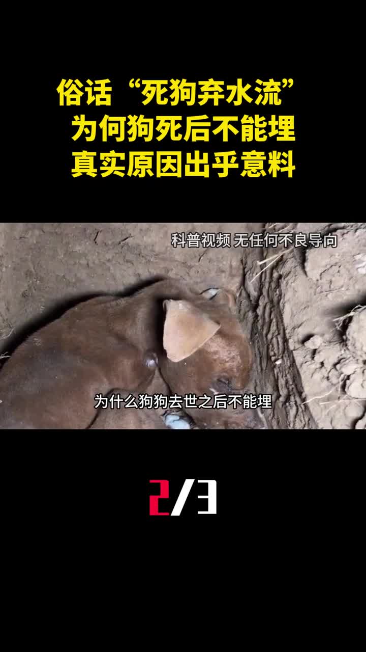 俗话说死狗弃水流为何狗死后不能埋真实原因出乎意料2