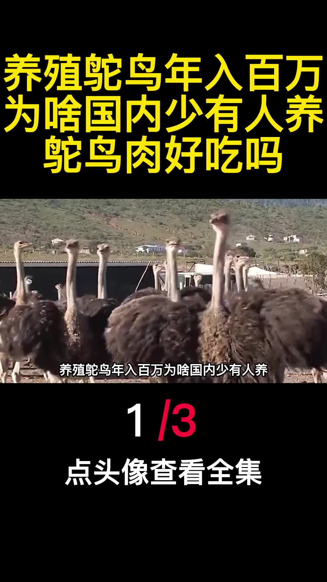 养殖鸵鸟年入百万为啥国内少有人养鸵鸟肉好吃吗1