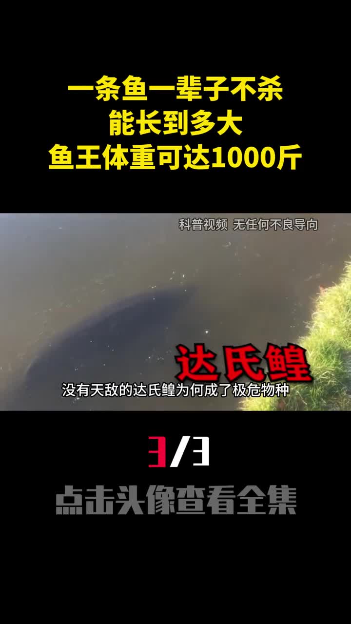 一条鱼一辈子不杀能长到多大黑龙江鱼王体重可达1000斤3