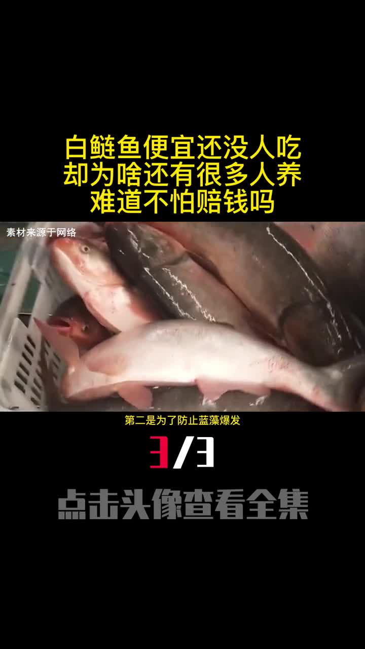 白鲢鱼便宜还没人吃却为啥还有很多人养难道不怕赔钱吗3