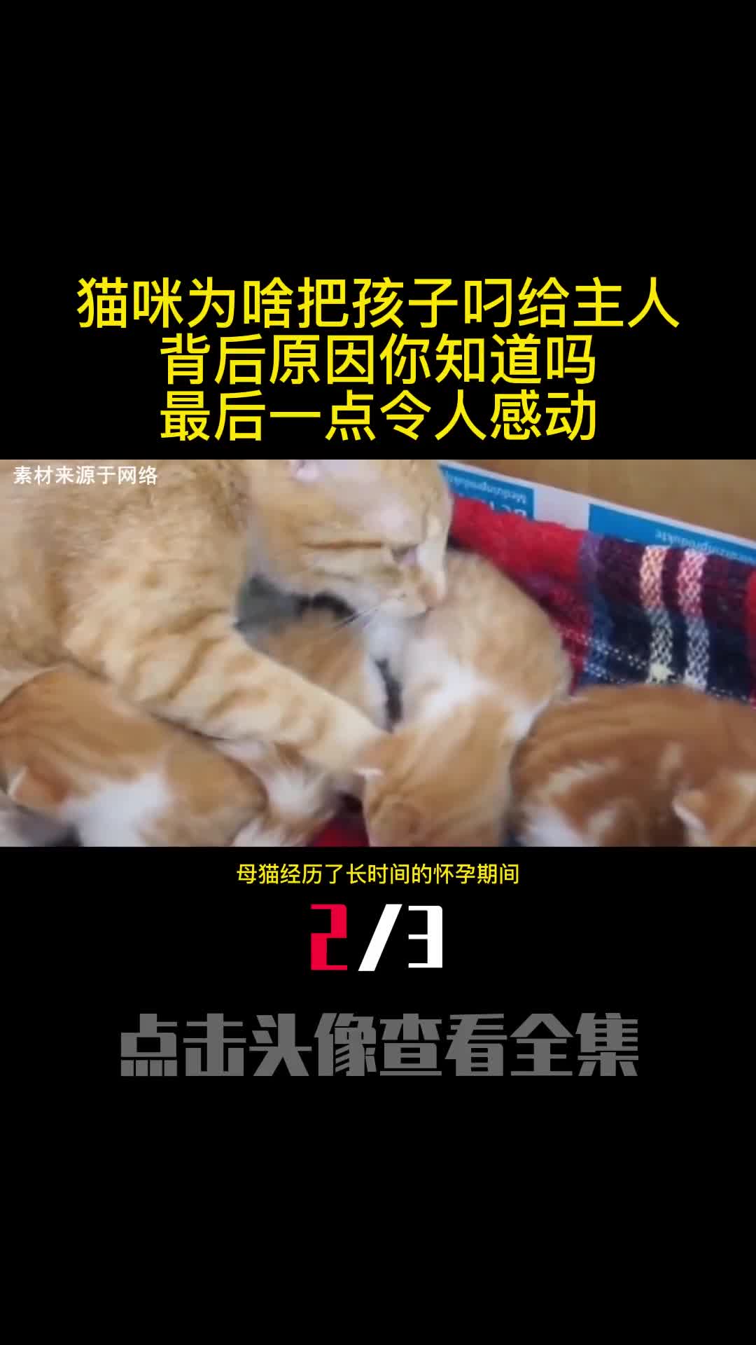 猫咪为啥把孩子叼给主人背后原因你知道吗最后一点令人感动2