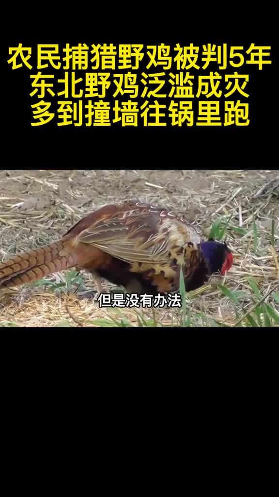 农民捕猎野鸡被判5年东北野鸡泛滥成灾多到撞墙往锅里跑3