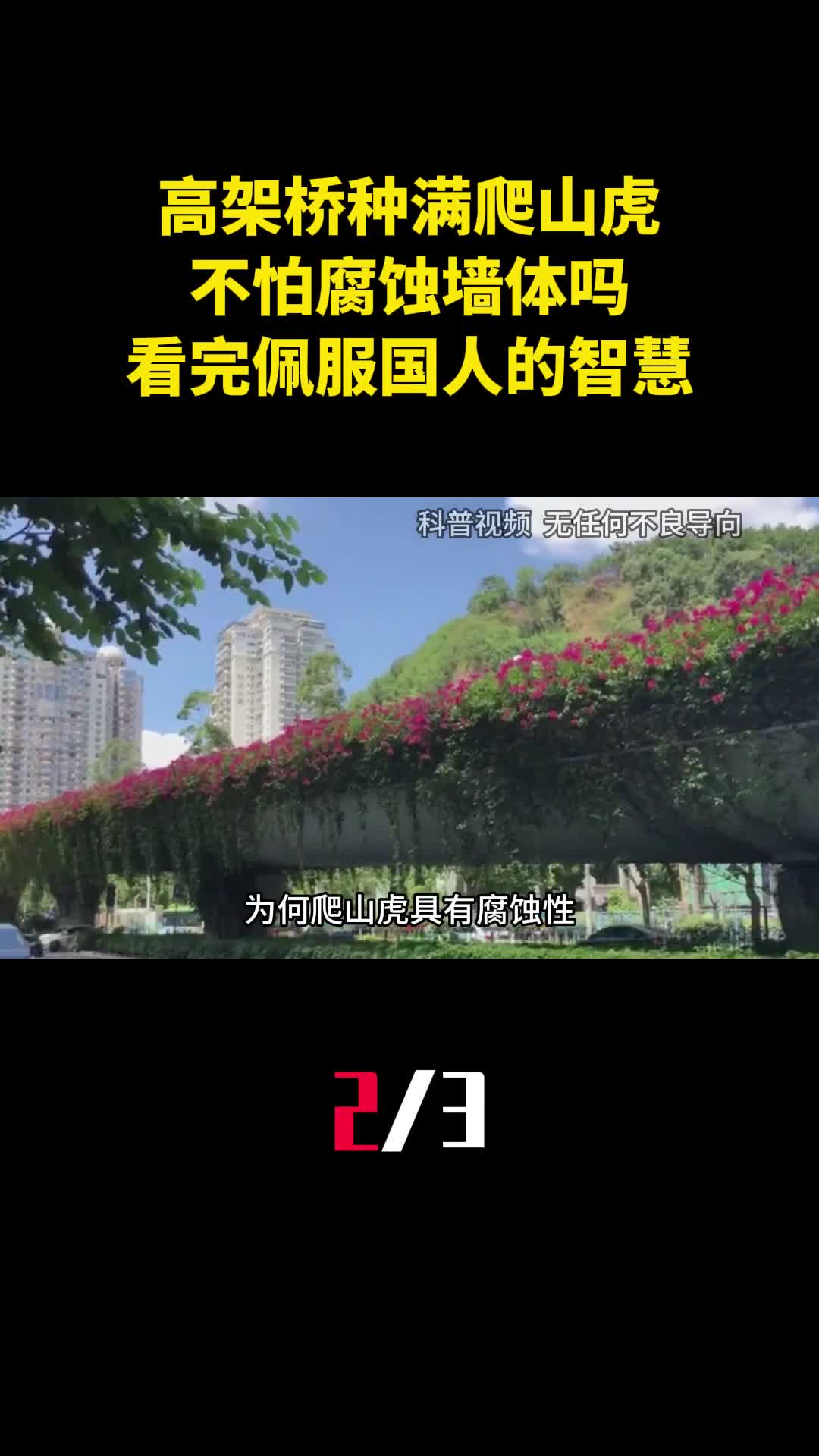 为什么高架桥种满爬山虎不怕腐蚀墙体吗看完佩服国人的智慧2