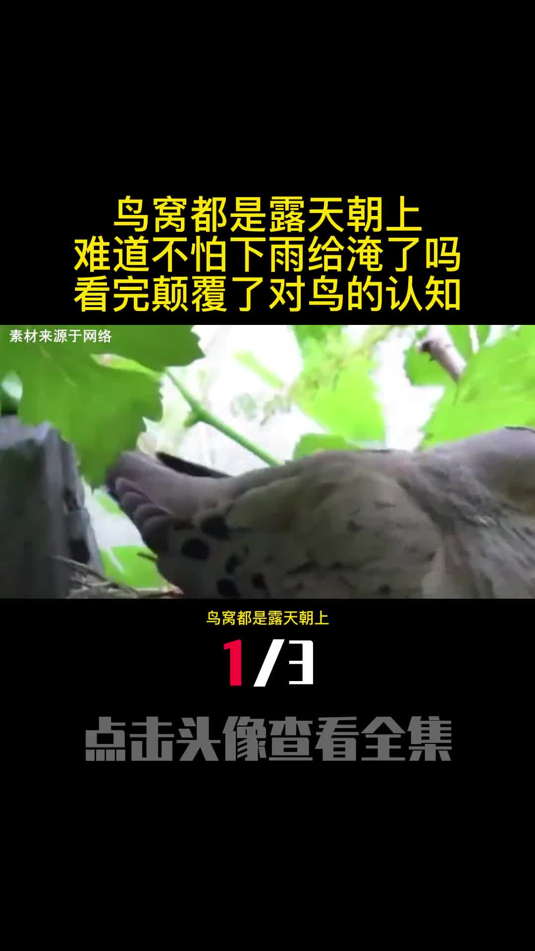鸟窝都是露天朝上难道不怕下雨给淹了吗看完颠覆了对鸟的认知1