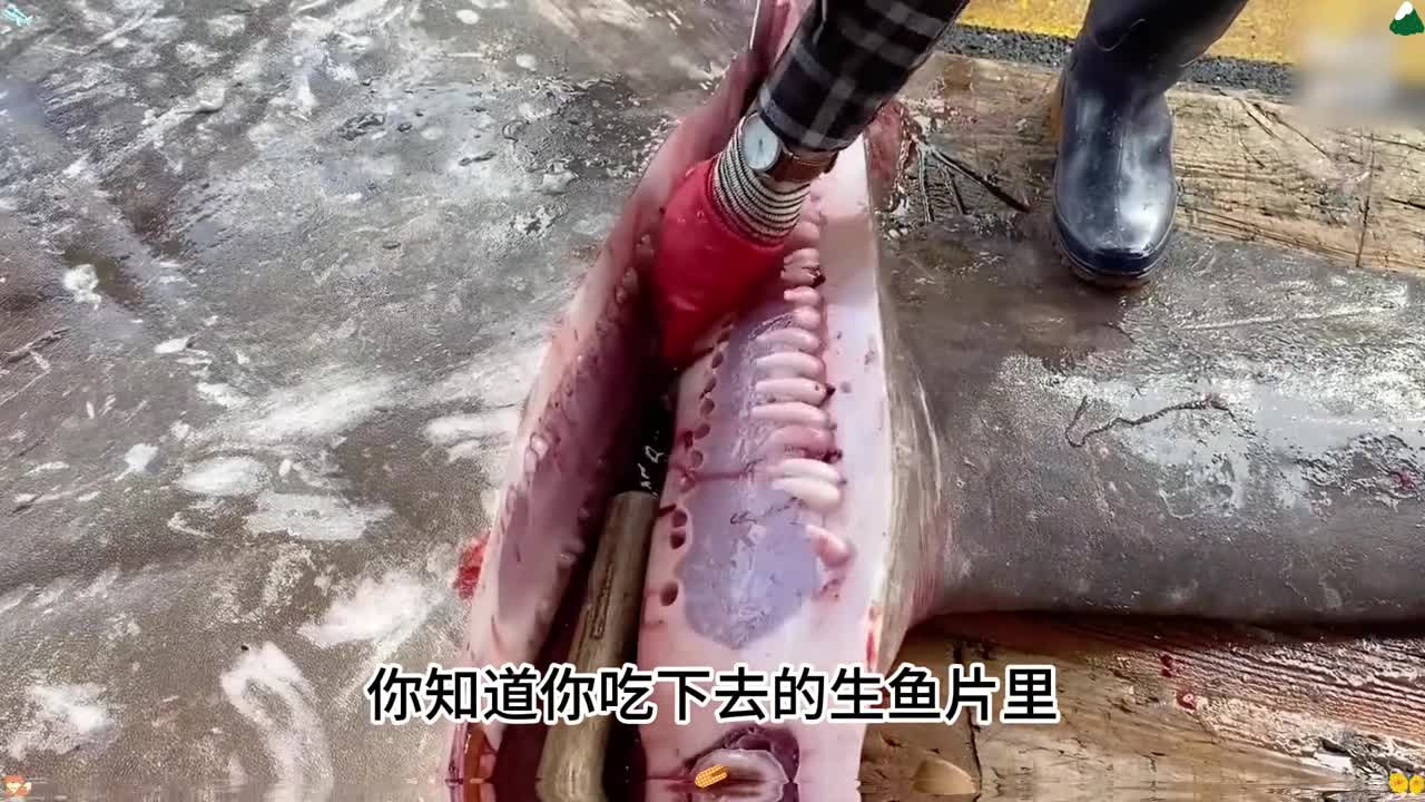 作为海中劳斯莱斯的金枪鱼你有吃过吗