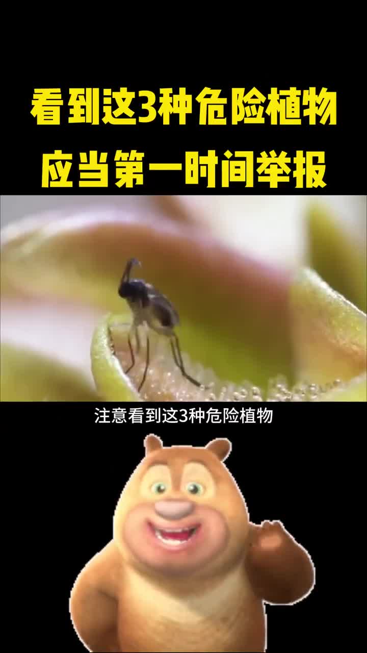注意看到这些危险植物应当第一时间举报