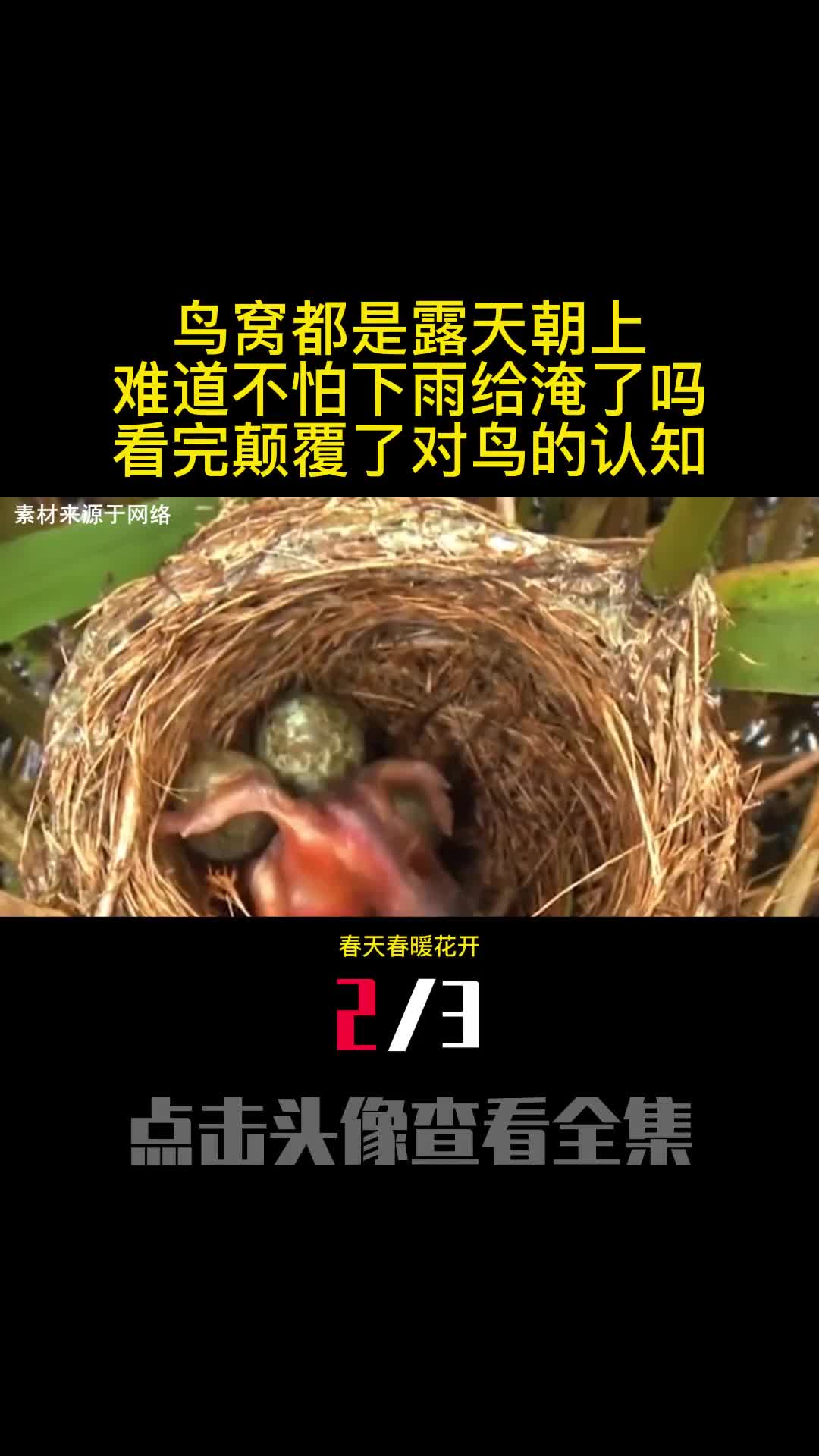 鸟窝都是露天朝上难道不怕下雨给淹了吗看完颠覆了对鸟的认知2