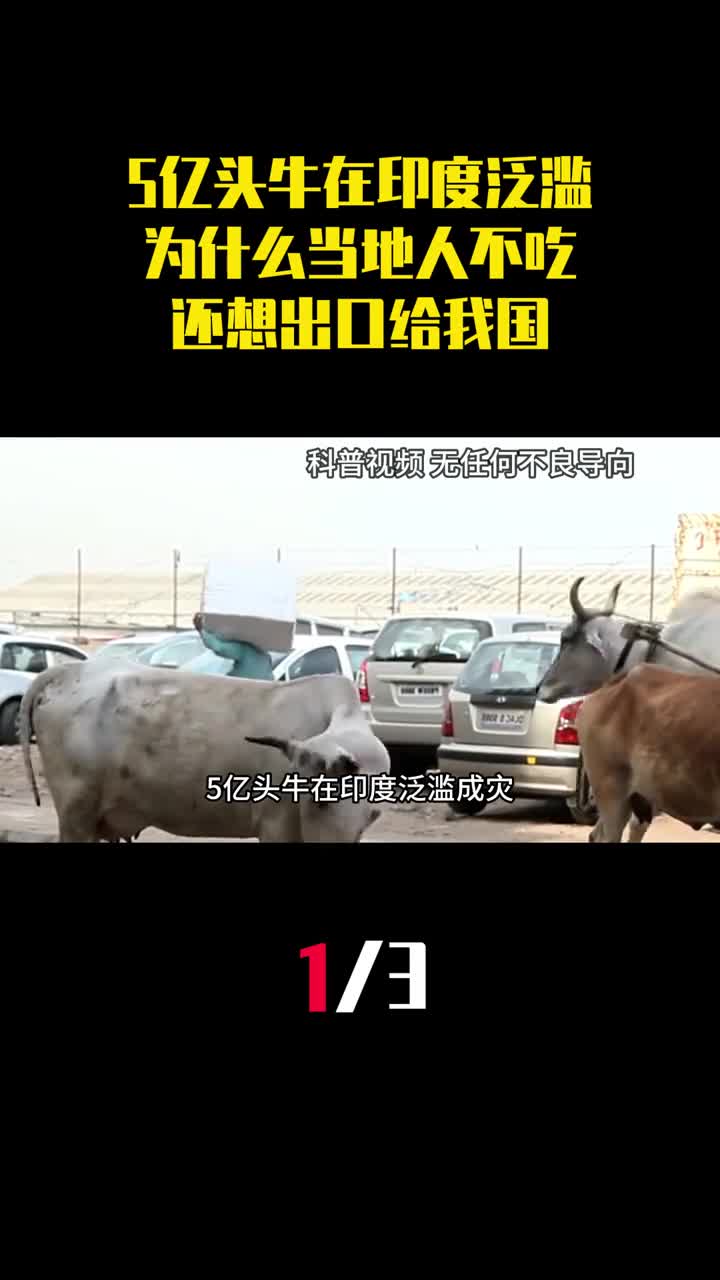 5亿头牛在印度泛滥成灾为什么当地人不吃还想出口给我国1