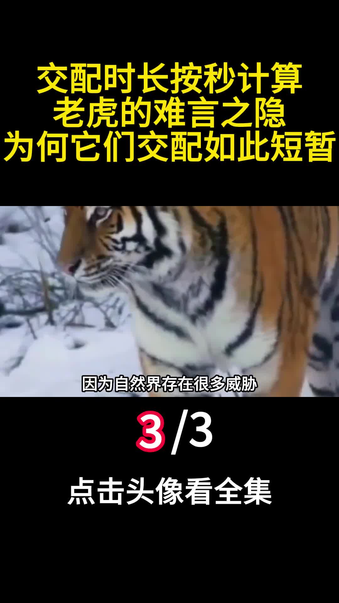 交配时长按秒计算老虎的难言之隐为何它们交配如此短暂3