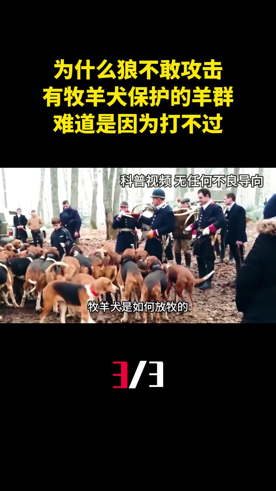 为什么狼不敢攻击有牧羊犬保护的羊群难道是因为打不过3