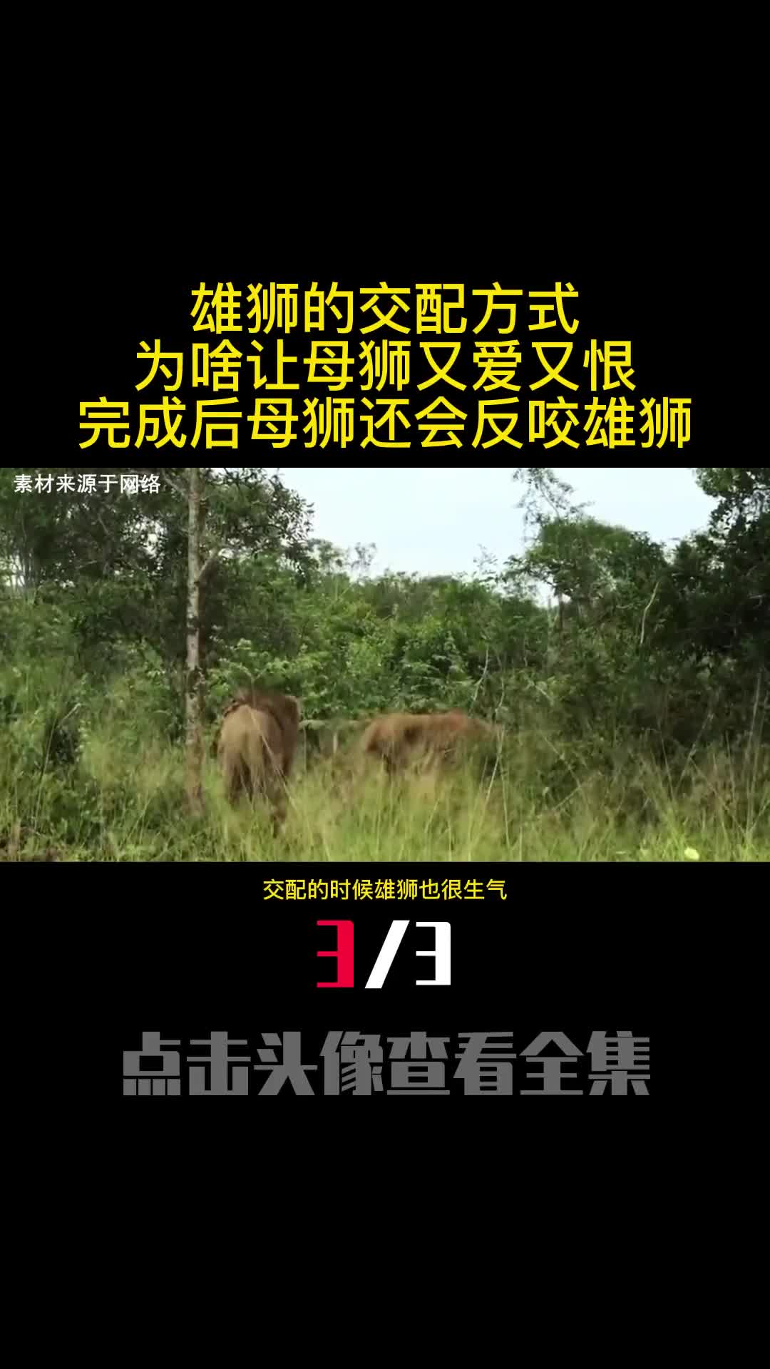 雄狮的交配方式为啥让母狮又爱又恨完成后母狮还会反咬雄狮3
