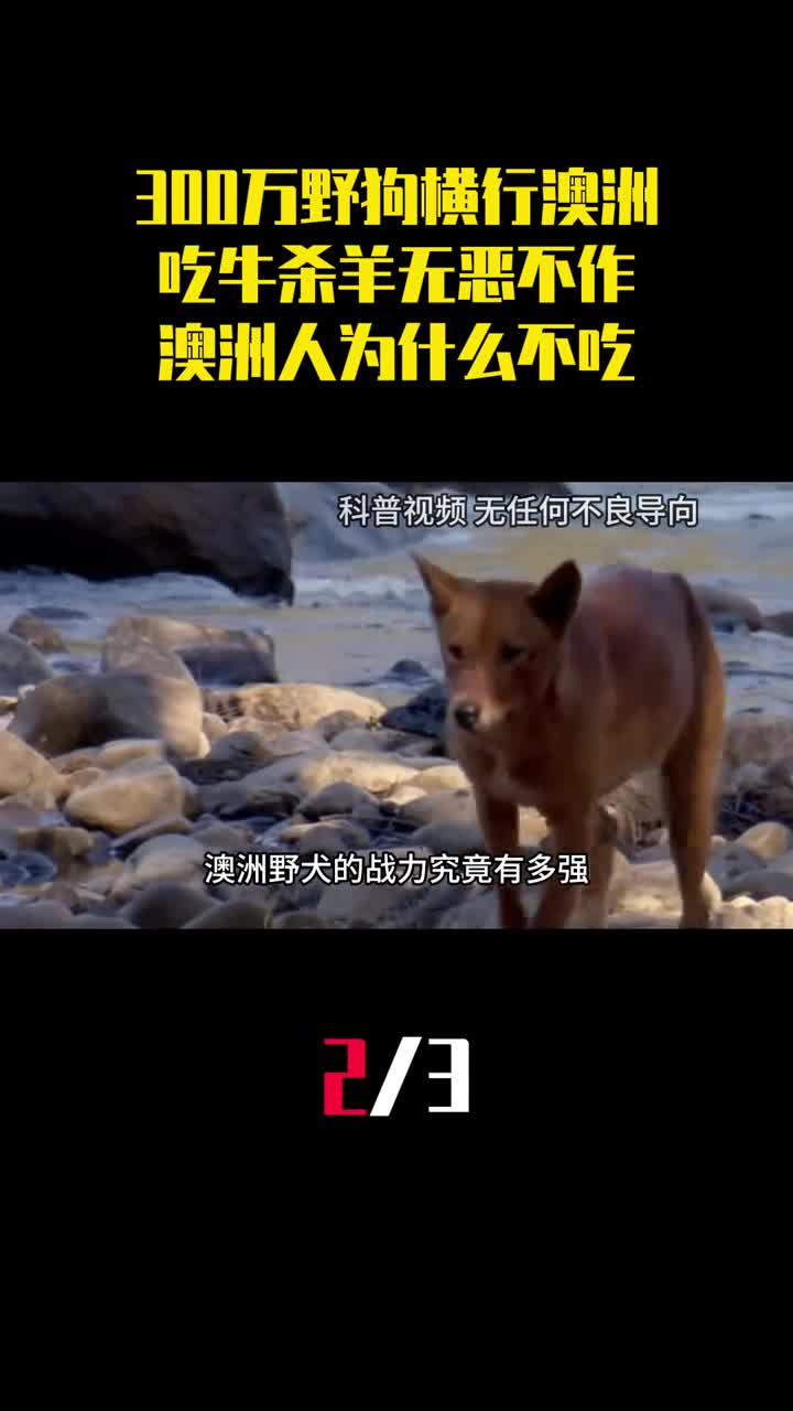 300万野狗横行澳洲吃牛杀羊无恶不作澳洲人为什么不吃它们2