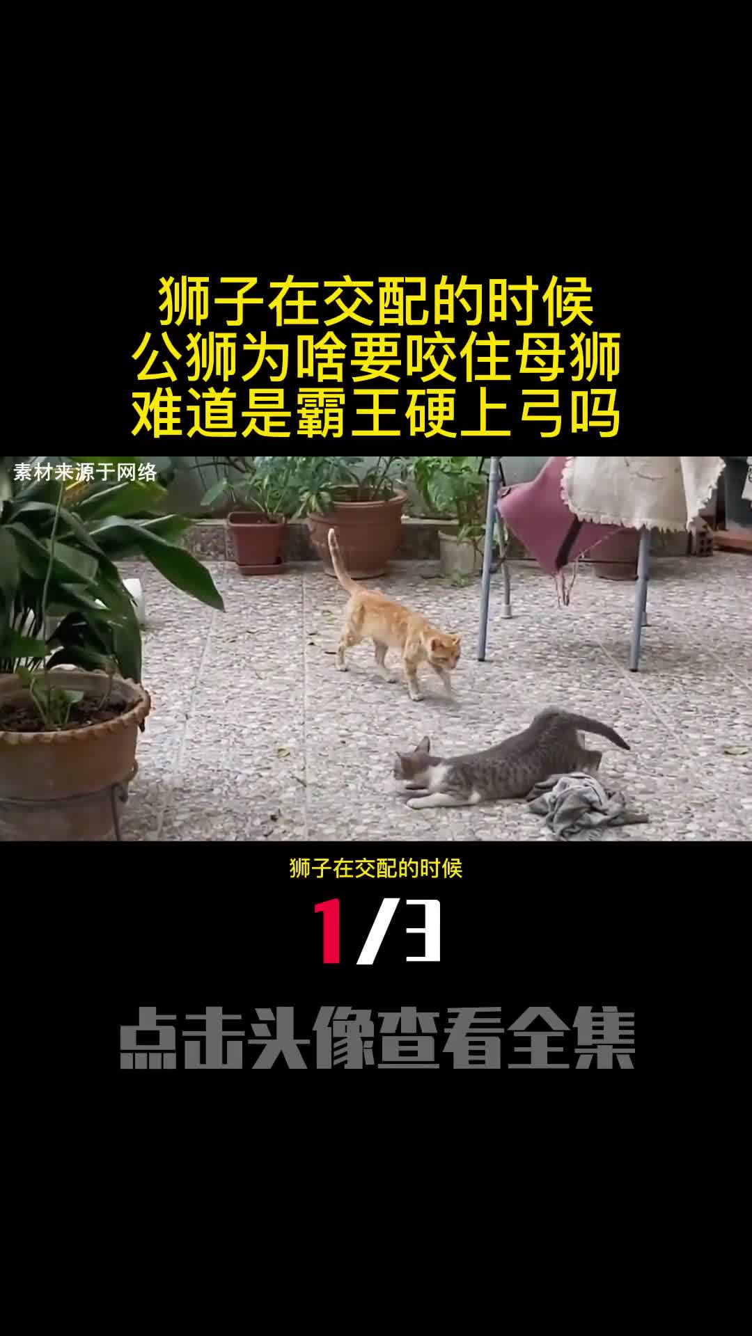 狮子在交配的时候公狮为啥要咬住母狮难道是霸王硬上弓吗1