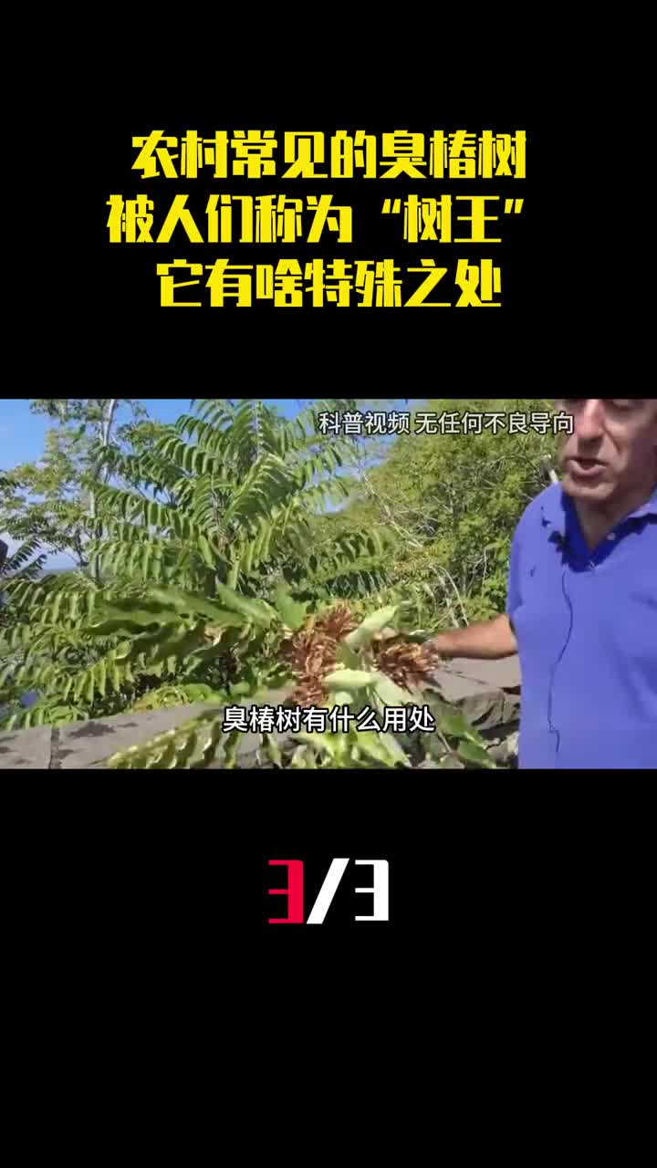 为什么农村常见的臭椿树被人们称为树王它有啥特殊之处3