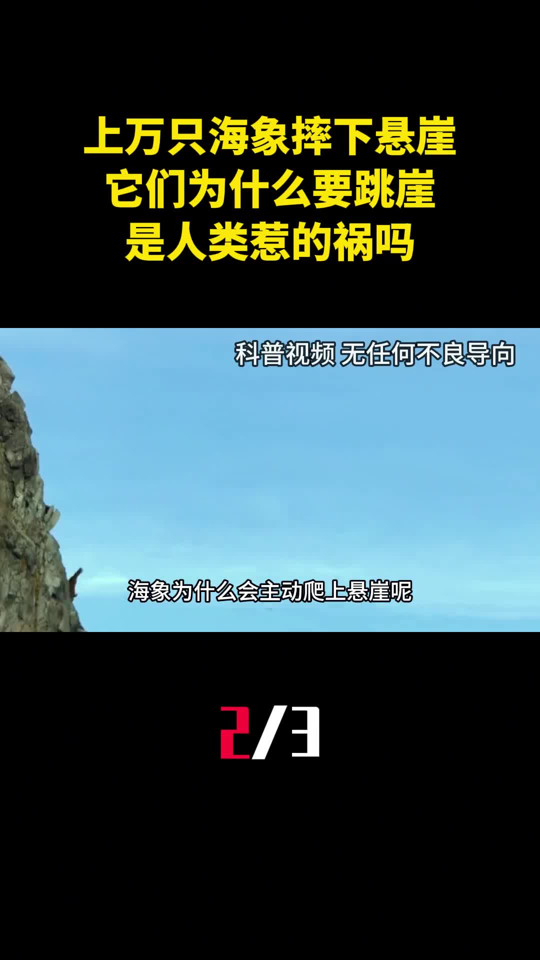 成千上万只海象摔下悬崖它们为什么要跳崖是人类惹的祸吗2