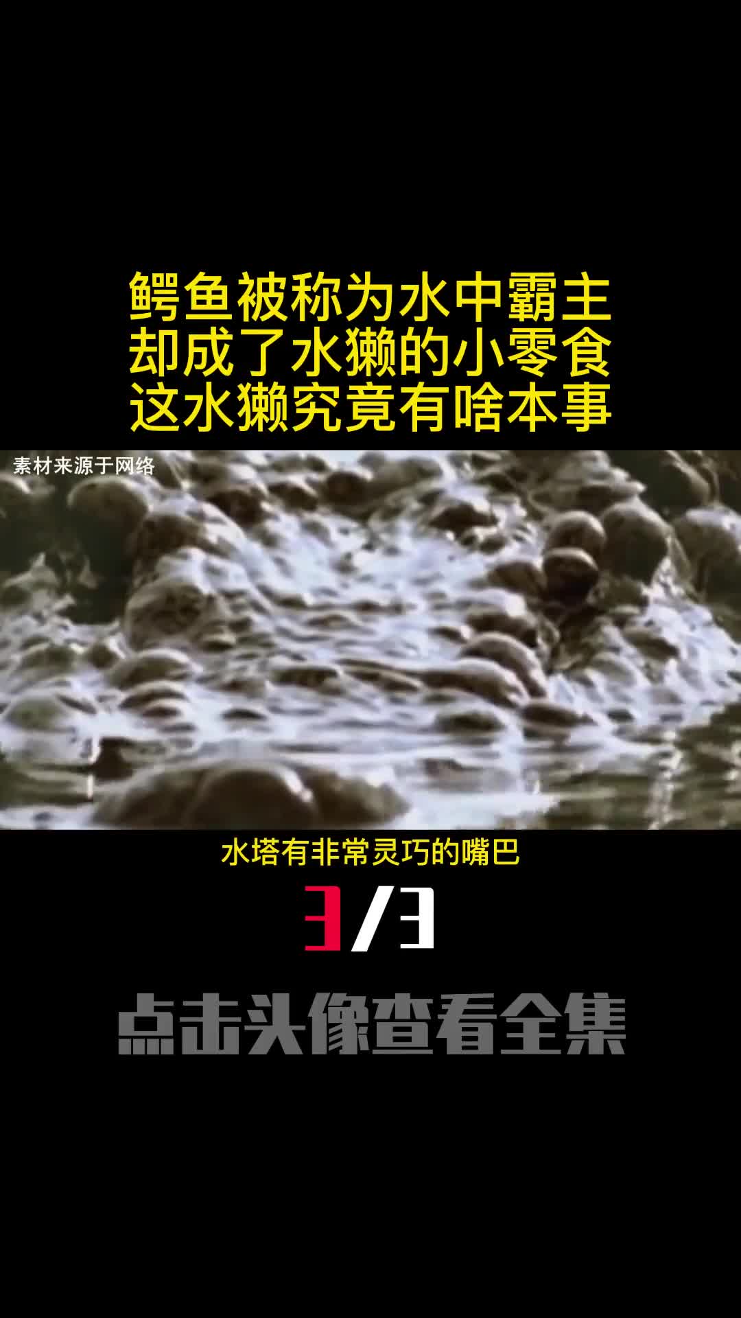 鳄鱼被称为水中霸主却成了水獭的小零食这水獭究竟有啥本事3