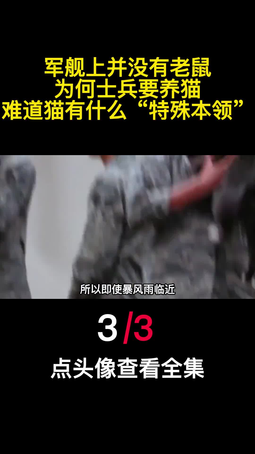 军舰上并没有老鼠为何士兵要养猫难道猫有什么特殊本领3