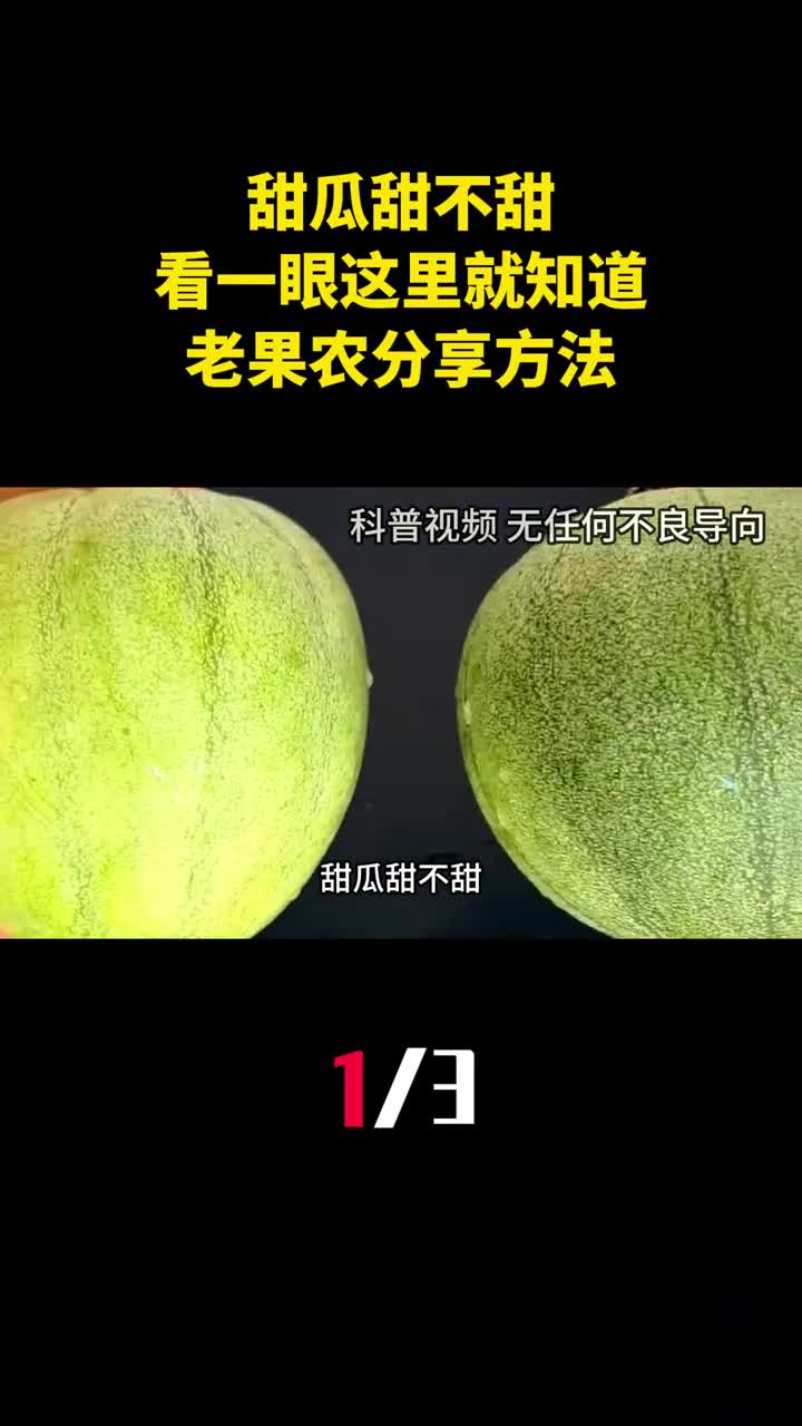 甜瓜甜不甜看一眼这里就知道老果农分享的方法真管用1