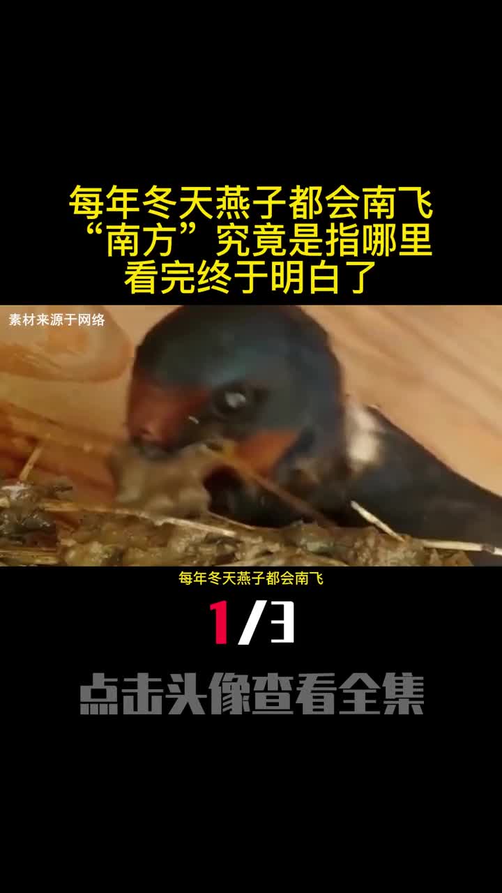 每年冬天燕子都会南飞南方究竟是指哪里看完终于明白了1