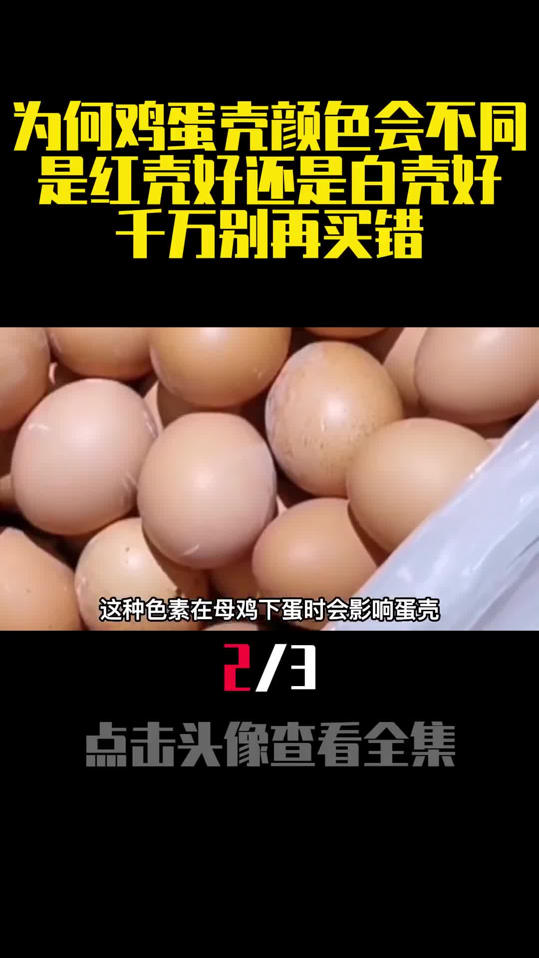 为何鸡蛋壳颜色会不同是红壳好还是白壳好千万别再买错2