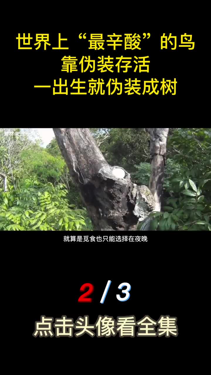 世界上最辛酸的鸟靠伪装存活一出生就伪装成树