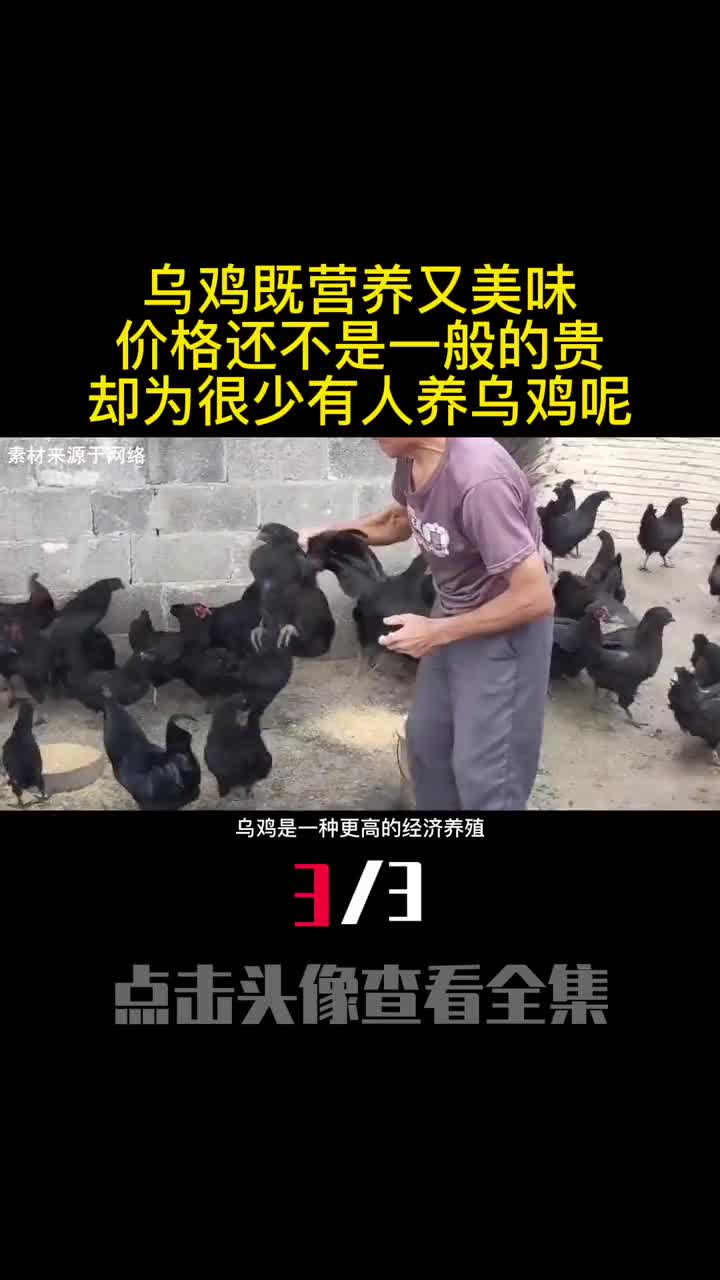 乌鸡既营养又美味价格还不是一般的贵却为很少有人养乌鸡呢3