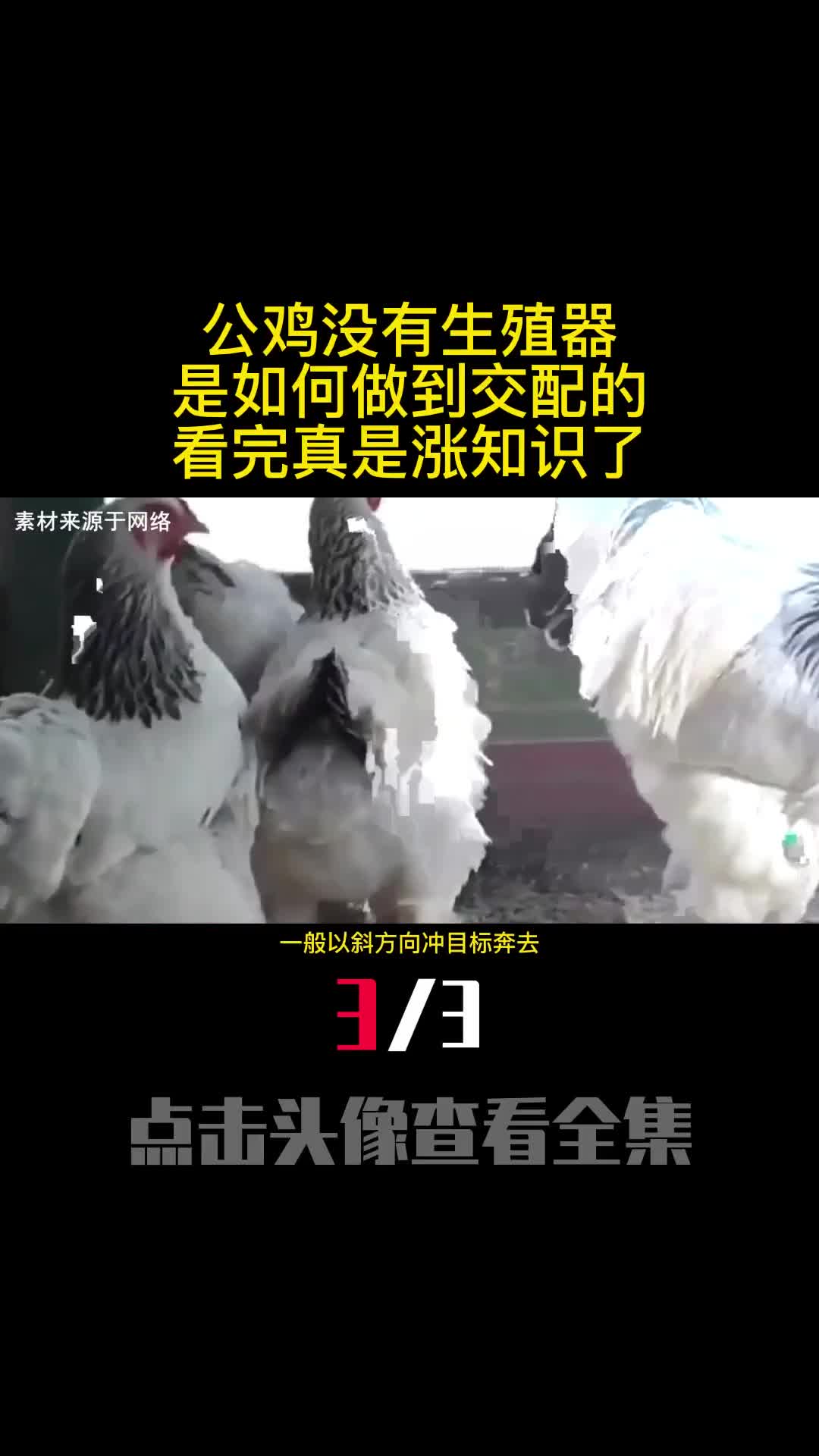 公鸡没有生殖器是如何做到交配的看完真是涨知识了3