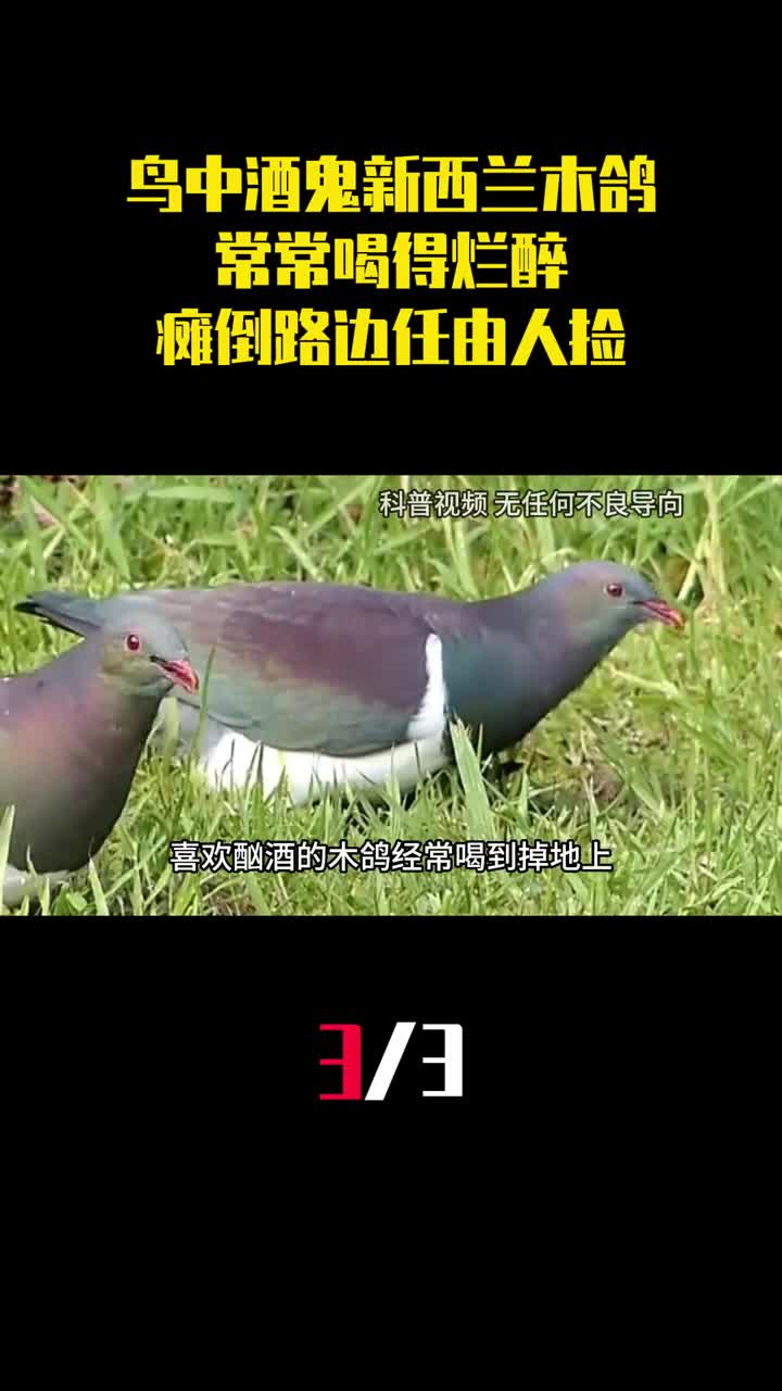 鸟中酒鬼新西兰木鸽常常喝得烂醉瘫倒在路边任由人捡3
