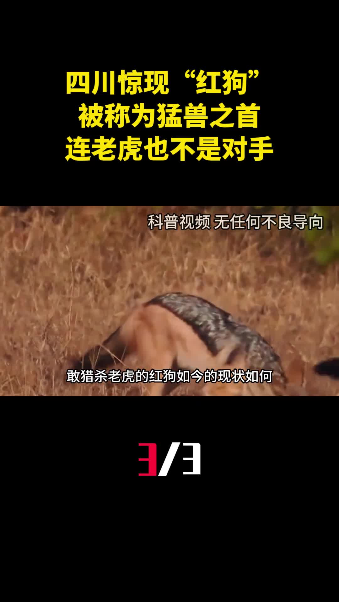 四川祁连山惊现红狗被称为猛兽之首连老虎也不是对手3