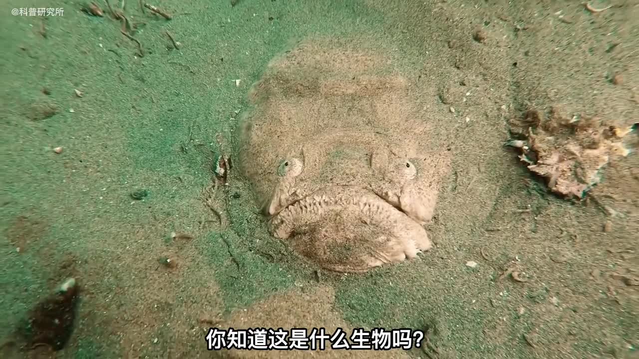 都是你没讲过的奇特鱼类最后一个是老6一