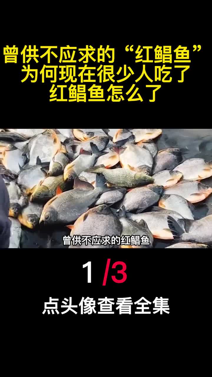 曾供不应求的红鲳鱼为何现在很少人吃了红鲳鱼怎么了1