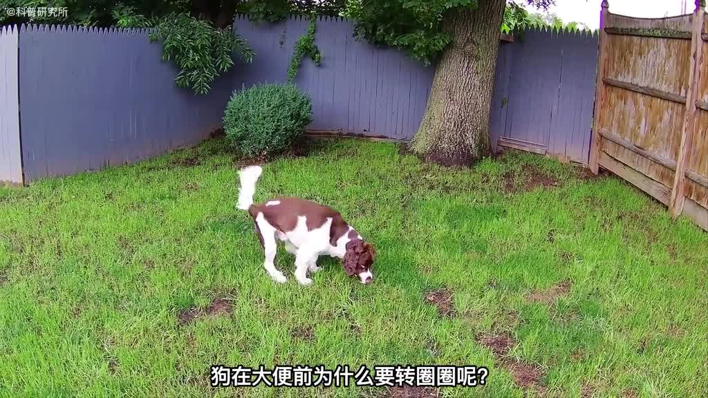 狗狗为什么在便便前转圈圈狗狗迷惑行为大解密一