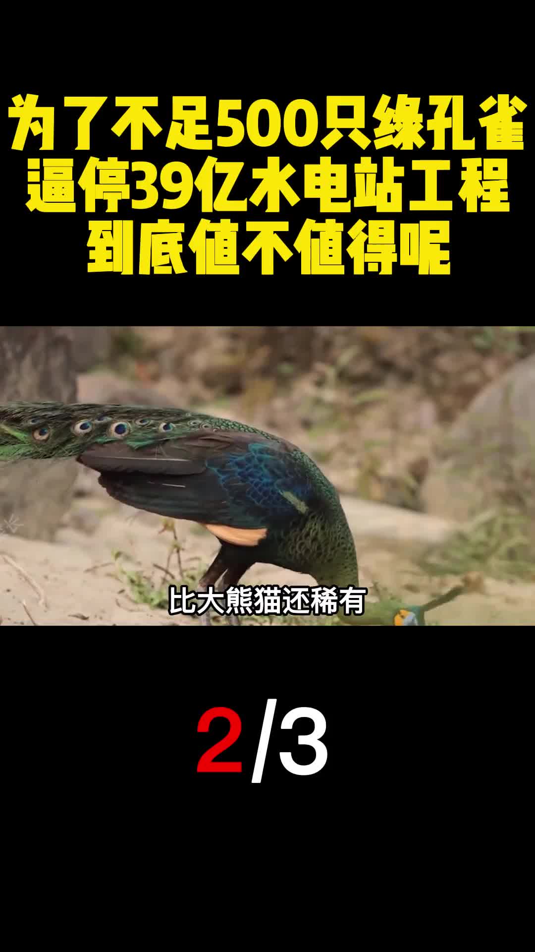 为了不足500只绿孔雀逼停39亿水电站工程到底值不值得呢2