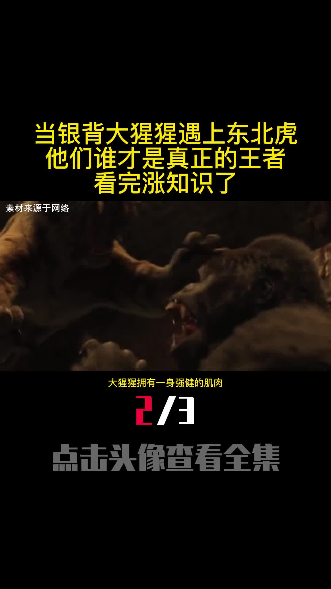 当银背大猩猩遇上东北虎他们谁才是真正的王者看完涨知识了2